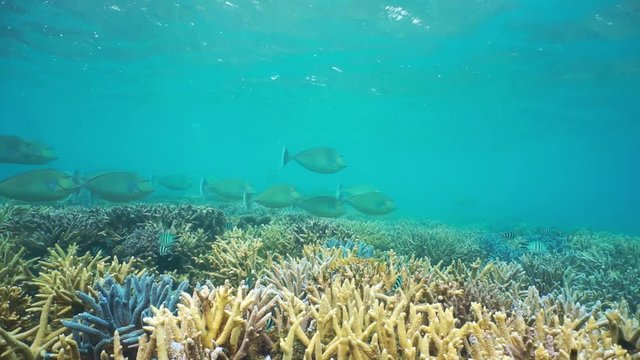 Shallow coral reef with staghorn corals and a shoal of tropical fishes (mostly bluespine unicornfish), underwater scene, south Pacific ocean, New Caledonia, 60fps
