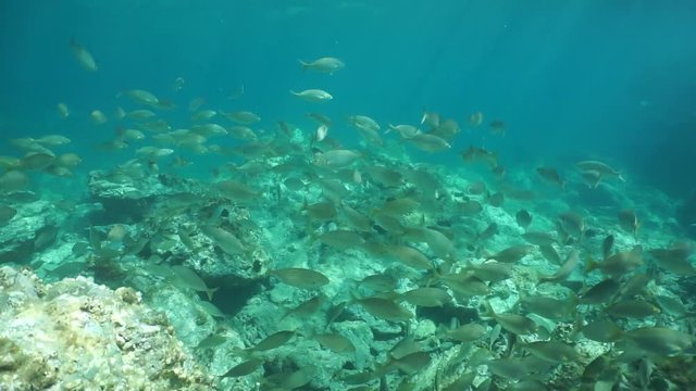 Shoal of fish sea bream salema porgy, Sarpa salpa, over a rocky seabed, Mediterranean sea, underwater scene, marine reserve of Cerbere Banyuls, Vermilion coast, Pyrenees-Orientales, France, 60fps
