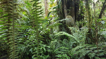 Nebelwald – Ecuador