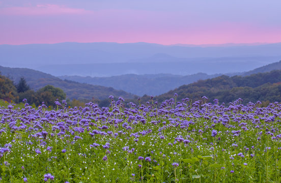 Phacelia Flowers Field And Purple Sunset Sky Background