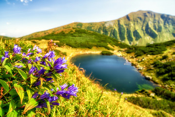 Naklejka premium Violet flowers in West Tatras, Slovakia