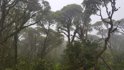 Obraz na płótnie Canvas Nebelwald – Ecuador