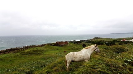 Horse and sea