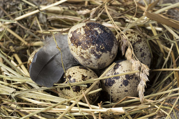 Naklejka na ściany i meble Quail eggs in a nest on a rustic wooden background. Healthy food concept.