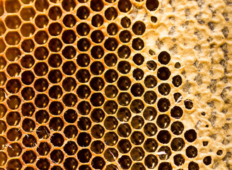 honey comb with honey as a background