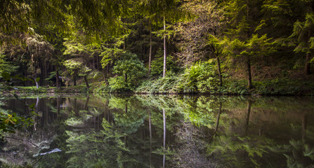 Forest lake  wildlife nature calm landscape scenery