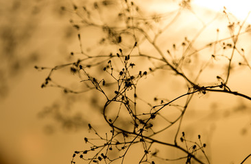 Fototapeta na wymiar silhouette of a plant on a golden sunset