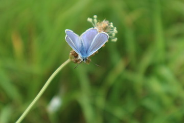 Schmetterling Butterfly Bläuling blau blue Lycaenidae