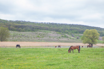 rustic scene with horses