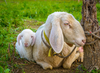 sheep lamb and ewe lying on meadow