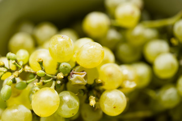 Ripe juicy green grapes in the garden
