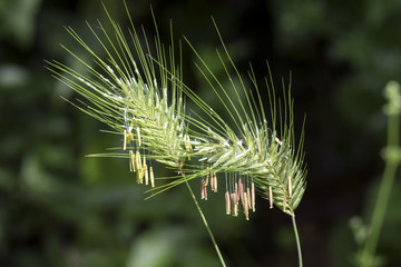 Wilde Getreideähre mit Samen. 17177.jpg