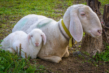sheep lamb and ewe lying on meadow