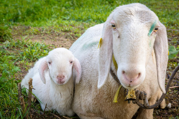 sheep lamb and ewe lying on meadow