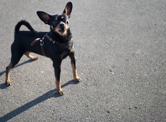 the dog is a symbol of 2018