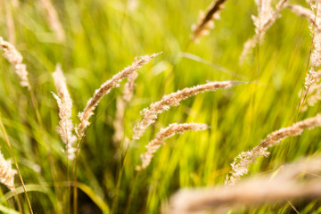 ears of grass on autumn in nature
