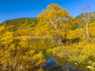 lake and birch on the background of the slope.