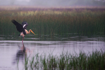 Painted Stork Wings