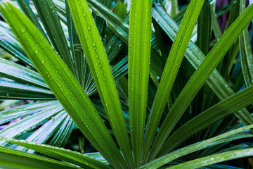 Fototapeta premium leaf shaped sharp and Droplet in the garden,dark green leaves are shaped like spikes texture. Abstract background