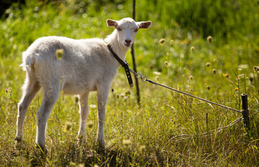 Naklejka na ściany i meble a portrait of a goat in the pasture