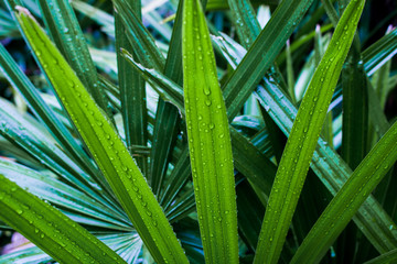 Fototapeta premium leaf shaped sharp and Droplet in the garden,dark green leaves are shaped like spikes texture. Abstract background