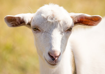 a portrait of a goat in the pasture
