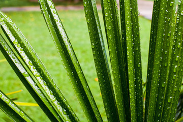 Fototapeta premium leaf shaped sharp and Droplet in the garden,dark green leaves are shaped like spikes texture. Abstract background