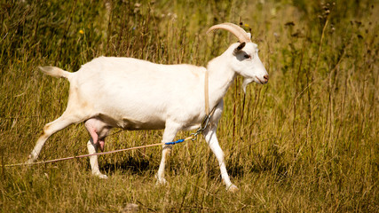 Obraz na płótnie Canvas a portrait of a goat in the pasture