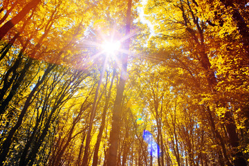 Sunlight in the autumn forest.