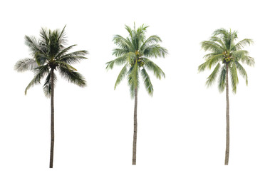 collection  Palm coconut  the garden  isolated on white background