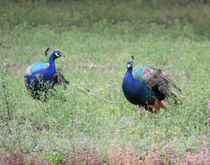 Querelle de m&acirc;les