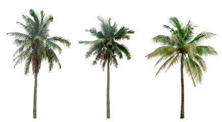 collection  Palm coconut  the garden  isolated on white background