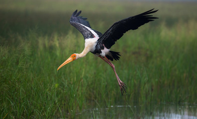 Painted Stork in Flight