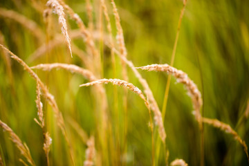 yellow ears of grass on nature in autumn