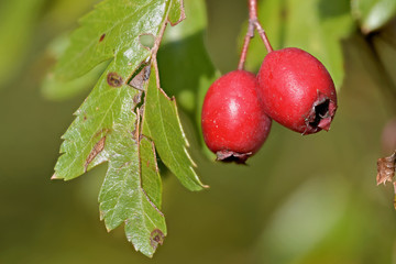 Früche des Weissdorns