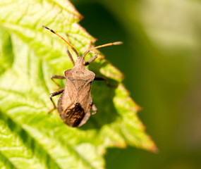 bug bug on a green leaf in nature