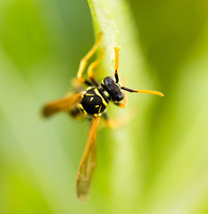 wasp on a green leaf in nature