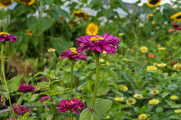 Obraz na płótnie Canvas purple flower in garden blooming close up flower bud urban gardening