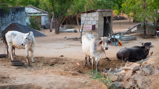 Indian Village small Cow Farm