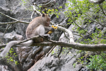 Affe