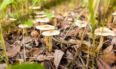 inedible mushroom in the woods in nature