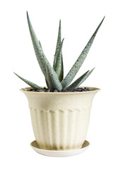 Aloe vera in pot isolated on white background with clipping path