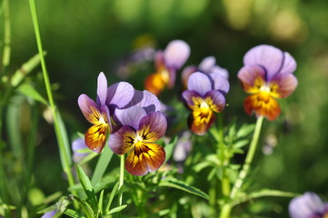 Winterveilchen Viola