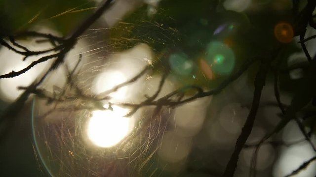 Sunlight shining through the branches and Spiderweb. Nature abstract background, bokeh.