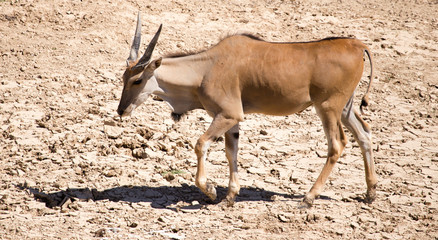 Antelope in the park
