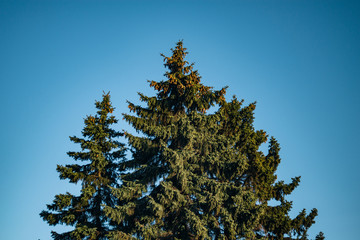 Green Tree - Blue Sky Background - 174468295
