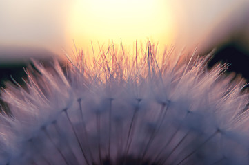 Close-up view of a dandelion, blowball against the sunset on green background in a late summer evening