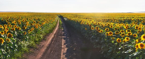 Keuken foto achterwand Zonnebloem Zomerlandschap met een veld met zonnebloemen, een onverharde weg