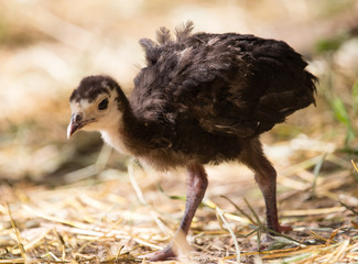 Young turkey on the farm