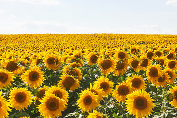 Naklejka premium Sunflower field with cloudy blue sky